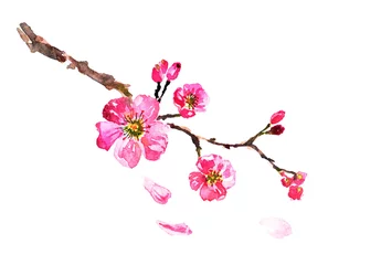 Stickers pour porte Fleur de cerisier arbre sakura  aquarelle, fleur de cerisier