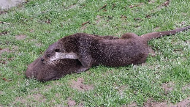 Mother and young eurasian otter (Lutra lutra) cuddling