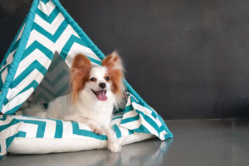 dog in teepee tent. Cute dog is lying in a small teepee tent for dog. Pure breed dog : Continental Toy Spaniel Papillon. © enchanted_fairy