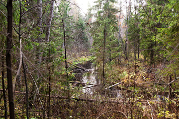 Wild forest river in the north of Karelia
