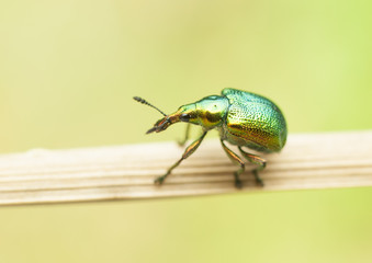 beetle