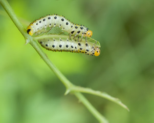 caterpillar