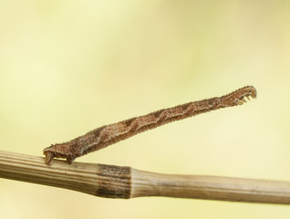 caterpillar