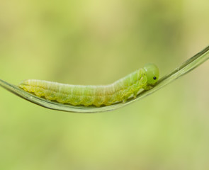 caterpillar