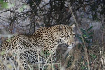 Leopard in dense undergrowth