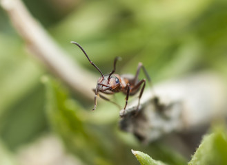 ant
