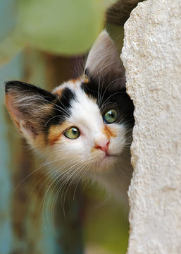 Cute calico patched kitten peering from behind a wall, Cyprus, Europe