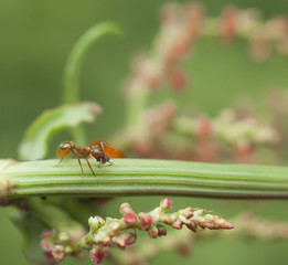 ant