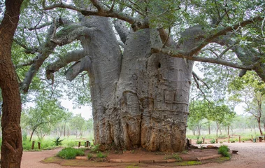 Rolgordijnen Baobab the oldest tree in the world 