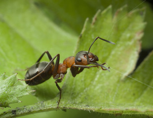 ant