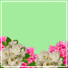 Spring flowers greeting card. Apple blossom and paeonia flowers ,space for text ,green background