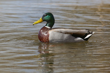 duck, bird, mallard	
