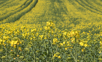 yellow field
