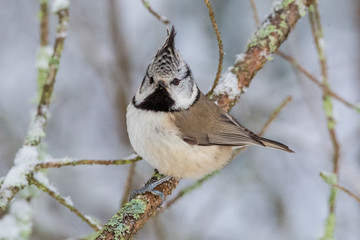 crested tit, tit, bird, nature
