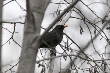 Male Eurasian common blackbird sitting on the ground