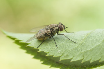 fly
