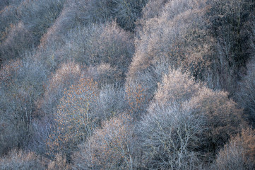 Trees without leaves