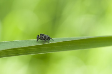 spider