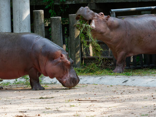 Hippopotamus or hippo eating green grass in a zoo with head up over fence background