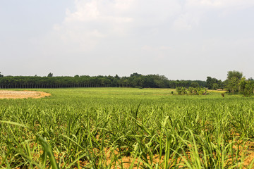 Fototapeta na wymiar A growing corn field and a backdrop of rubber trees.