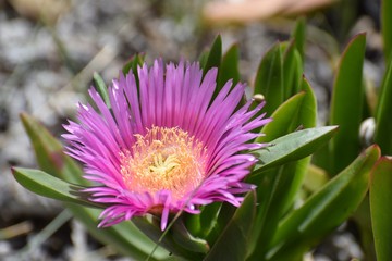 summer purple flower