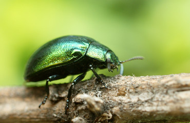 beetle