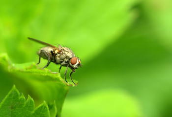 fly