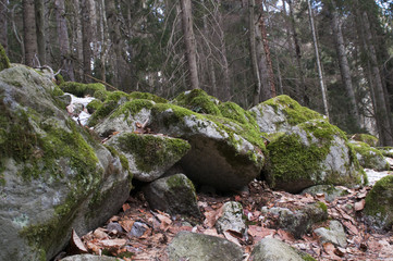Stone walls are the fence of an old abandoned farm. The stones are covered with green moss.