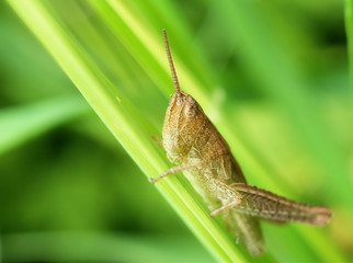  Grasshopper