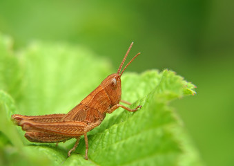  Grasshopper