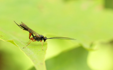 wasp