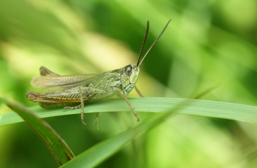  Grasshopper