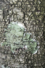 A tree covered with leafy foliose lichens and shrubby fruticose lichens