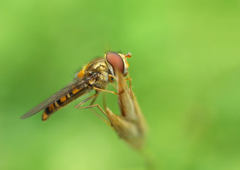 fly
