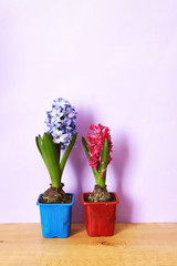 hyacinth blooming in pot