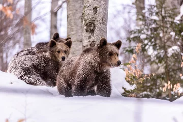 Fototapeten Bear in winter time. Bear bruin in the forest.  © krstrbrt