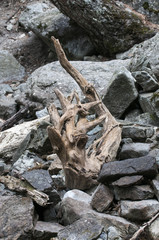 A dry snag through rocks on the Michigan lake with blue sky and beach