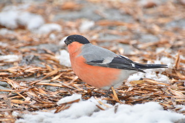 Bullfinch