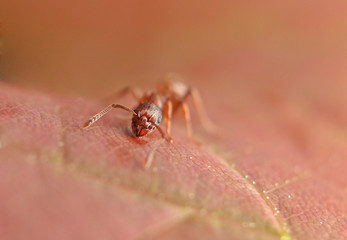 ant