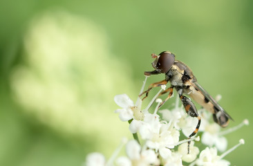 fly