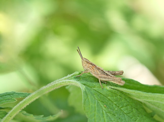  Grasshopper