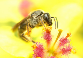 bee