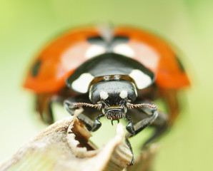 ladybug