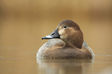 Aythya ferina (moriglione)