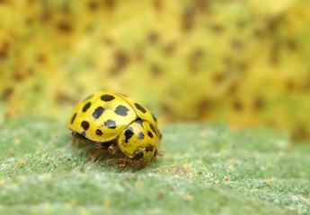 ladybug
