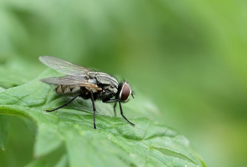 fly