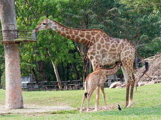 Newborn or baby giraffe drinks milk while mom eats grass in a zoo show love and motherhood over green leave background