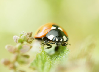 ladybug