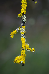 Yellow lichen on tree