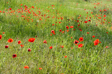 poppy field